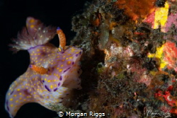 BUCKET LIST
Caught this nudi climbing a long lost bucket... by Morgan Riggs 